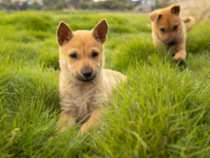 中华田园犬是土狗吗（中华田园犬和土狗有什么区别）