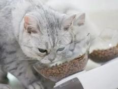 四斤的猫一天吃多少猫粮(猫咪每天喂食量建议)