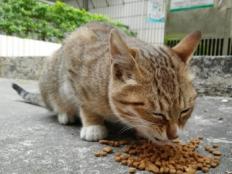 流浪猫除了猫粮还能吃什么(食物)