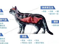 宠物体内驱虫和体外驱虫的区别(详解)