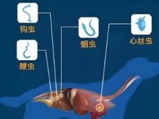 宠物体内寄生虫有哪些(种类)