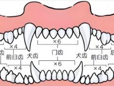 拉布拉多几岁换牙(狗狗牙齿生长过程)